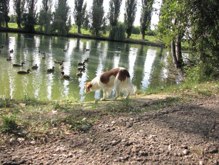 kooikerhondje